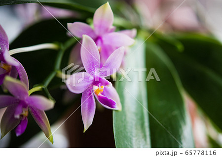 ピンクの胡蝶蘭 原種の写真素材