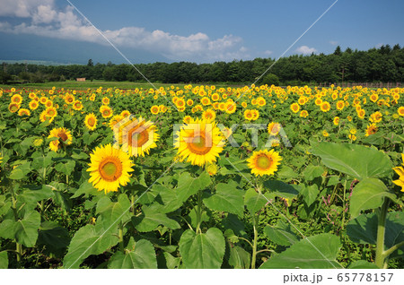 ひまわり 65778157