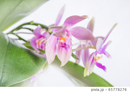 ピンクの胡蝶蘭　原種 65778276