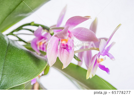 ピンクの胡蝶蘭　原種 65778277