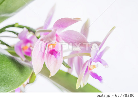 ピンクの胡蝶蘭 原種の写真素材
