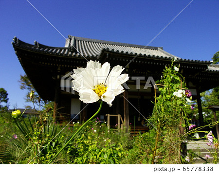 秋桜寺 奈良の般若寺 秋桜寺 奈良の般若寺 65778338