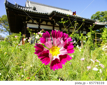 秋桜寺　奈良の般若寺 65778339