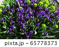 Irises in summer day at the flower bed Irises in summer day at the flower bed 65778373
