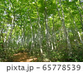 当間山散策道のブナ林 65778539