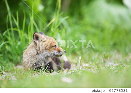 キタキツネのこども（北海道） 65778581