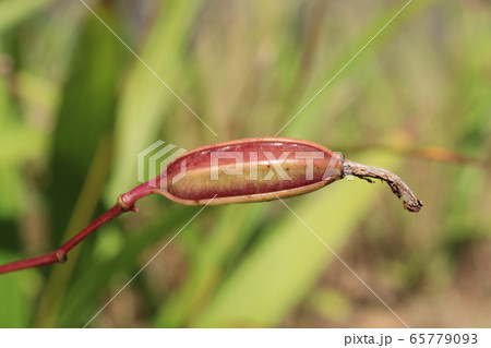 シランの実 65779093