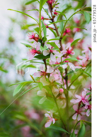Flowering pink almond close up 65779528