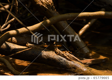 陸にあがるミナミトビハゼ Barred mudskipper 陸にあがるミナミトビハゼ Barred mudskipper 65779665