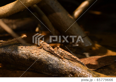 陸にあがるミナミトビハゼ　Barred mudskipper  65779666