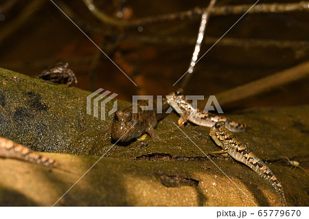 陸にあがるミナミトビハゼ Barred mudskipper 陸にあがるミナミトビハゼ Barred mudskipper 65779670