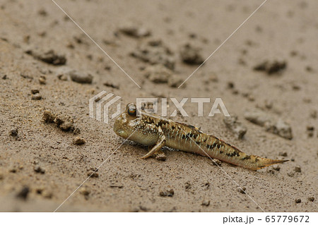 陸にあがるミナミトビハゼ　Barred mudskipper  65779672
