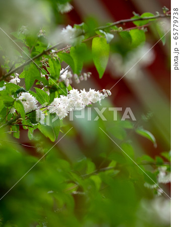 初夏に咲く真っ白な花房のヤエウツギ 65779738