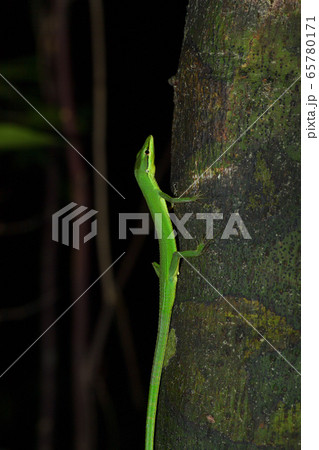 緑色が綺麗なサキシマカナヘビの写真素材