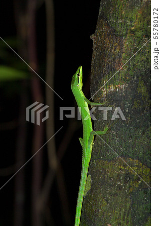 緑色が綺麗なサキシマカナヘビ 緑色が綺麗なサキシマカナヘビ 65780172