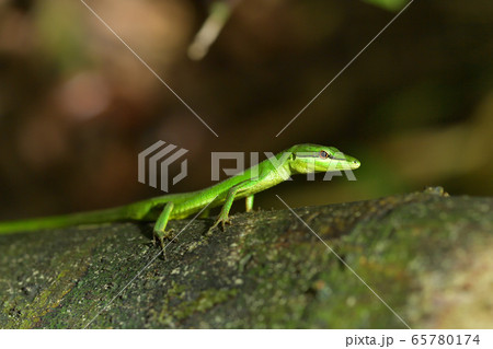 緑色が綺麗なサキシマカナヘビの写真素材