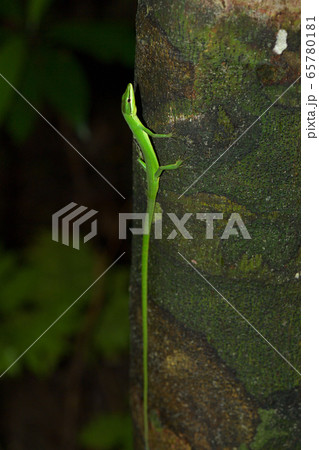 緑色が綺麗なサキシマカナヘビ 65780181