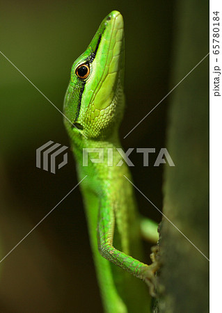 緑色が綺麗なサキシマカナヘビの写真素材