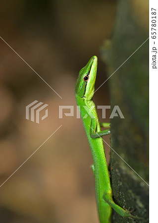 緑色が綺麗なサキシマカナヘビ 65780187