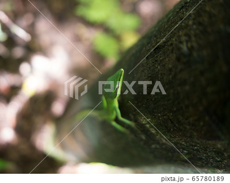 緑色が綺麗なサキシマカナヘビ 65780189