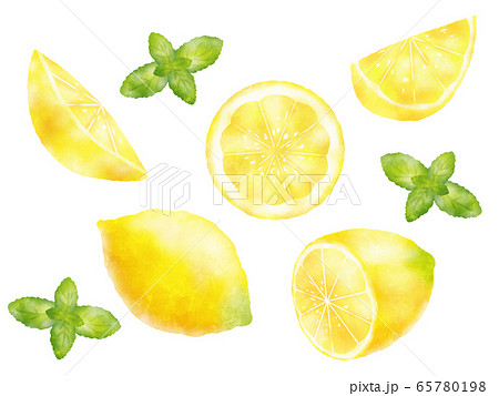 水彩タッチのレモンとミントのイラスト素材