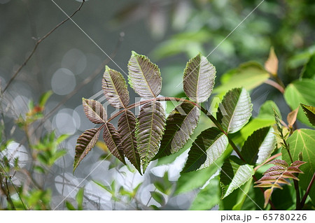 ヌルデの若葉 65780226