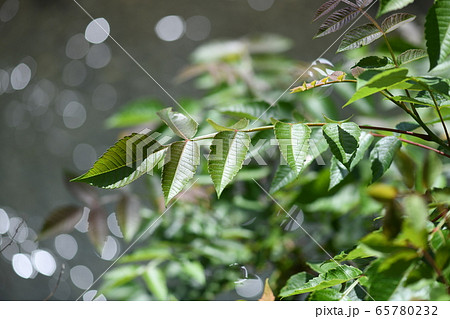 ヌルデの若葉 65780232