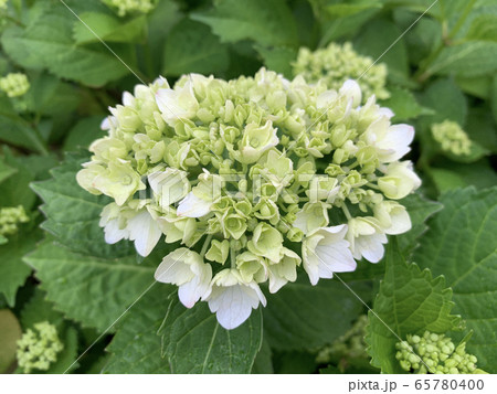 紫陽花(&しずく)/The hydrangea & rain drop 紫陽花(&しずく)/The hydrangea & rain drop 65780400