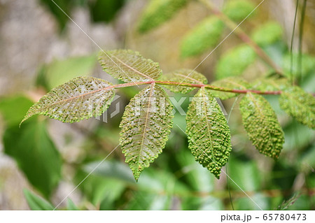 ヌルデの葉の虫瘤 ヌルデの葉の虫瘤 65780473