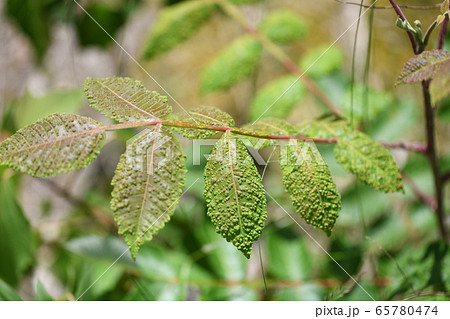 ヌルデの葉の虫瘤 ヌルデの葉の虫瘤 65780474