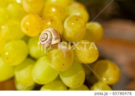 Close-up of a small snail crawling over grapes Close-up of a small snail crawling over grapes 65780478