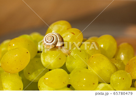 Close-up of a small snail crawling over grapes Close-up of a small snail crawling over grapes 65780479