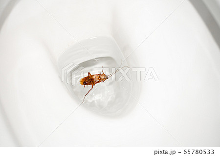 Huge cockroach in the toilet. Insect pests in the 65780533