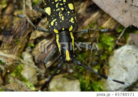 イシガキキボシカミキリ 65780571