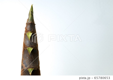 takenoko bamboo shoot 65780653
