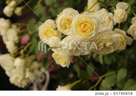 バラ　黄　薔薇　白 65780858