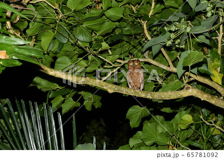 夜のリュウキュウコノハズク　Ryukyu scops owl　琉球木葉木菟 65781092