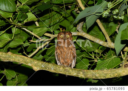 夜のリュウキュウコノハズク Ryukyu scops owl 琉球木葉木菟 夜のリュウキュウコノハズク Ryukyu scops owl 琉球木葉木菟 65781093