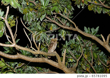 夜のリュウキュウコノハズク Ryukyu scops owl 琉球木葉木菟 夜のリュウキュウコノハズク Ryukyu scops owl 琉球木葉木菟 65781095