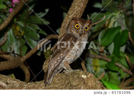 夜のリュウキュウコノハズク　Ryukyu scops owl　琉球木葉木菟 65781096