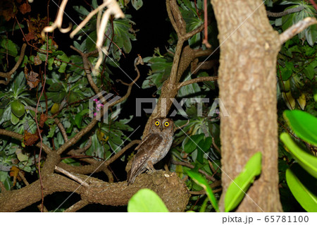 夜のリュウキュウコノハズク Ryukyu scops owl 琉球木葉木菟 夜のリュウキュウコノハズク Ryukyu scops owl 琉球木葉木菟 65781100