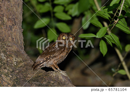 夜のリュウキュウコノハズク　Ryukyu scops owl　琉球木葉木菟 65781104