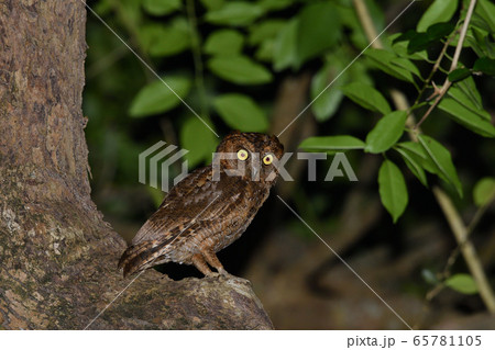 夜のリュウキュウコノハズク Ryukyu scops owl 琉球木葉木菟 夜のリュウキュウコノハズク Ryukyu scops owl 琉球木葉木菟 65781105