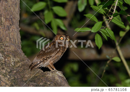 夜のリュウキュウコノハズク Ryukyu scops owl 琉球木葉木菟 夜のリュウキュウコノハズク Ryukyu scops owl 琉球木葉木菟 65781108
