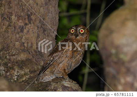 夜のリュウキュウコノハズク　Ryukyu scops owl　琉球木葉木菟 65781111