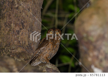 夜のリュウキュウコノハズク Ryukyu scops owl 琉球木葉木菟 夜のリュウキュウコノハズク Ryukyu scops owl 琉球木葉木菟 65781113