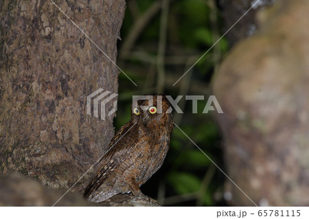 夜のリュウキュウコノハズク Ryukyu scops owl 琉球木葉木菟 夜のリュウキュウコノハズク Ryukyu scops owl 琉球木葉木菟 65781115