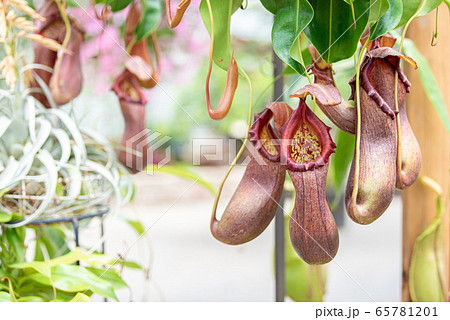 日中の植物園で咲く食虫植物のウツボカズラの写真素材