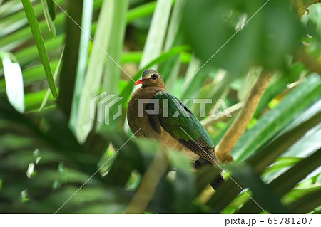 天然記念物リュウキュウキンバト　琉球金鳩 65781207