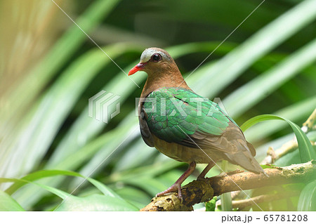 天然記念物リュウキュウキンバト 琉球金鳩 天然記念物リュウキュウキンバト 琉球金鳩 65781208